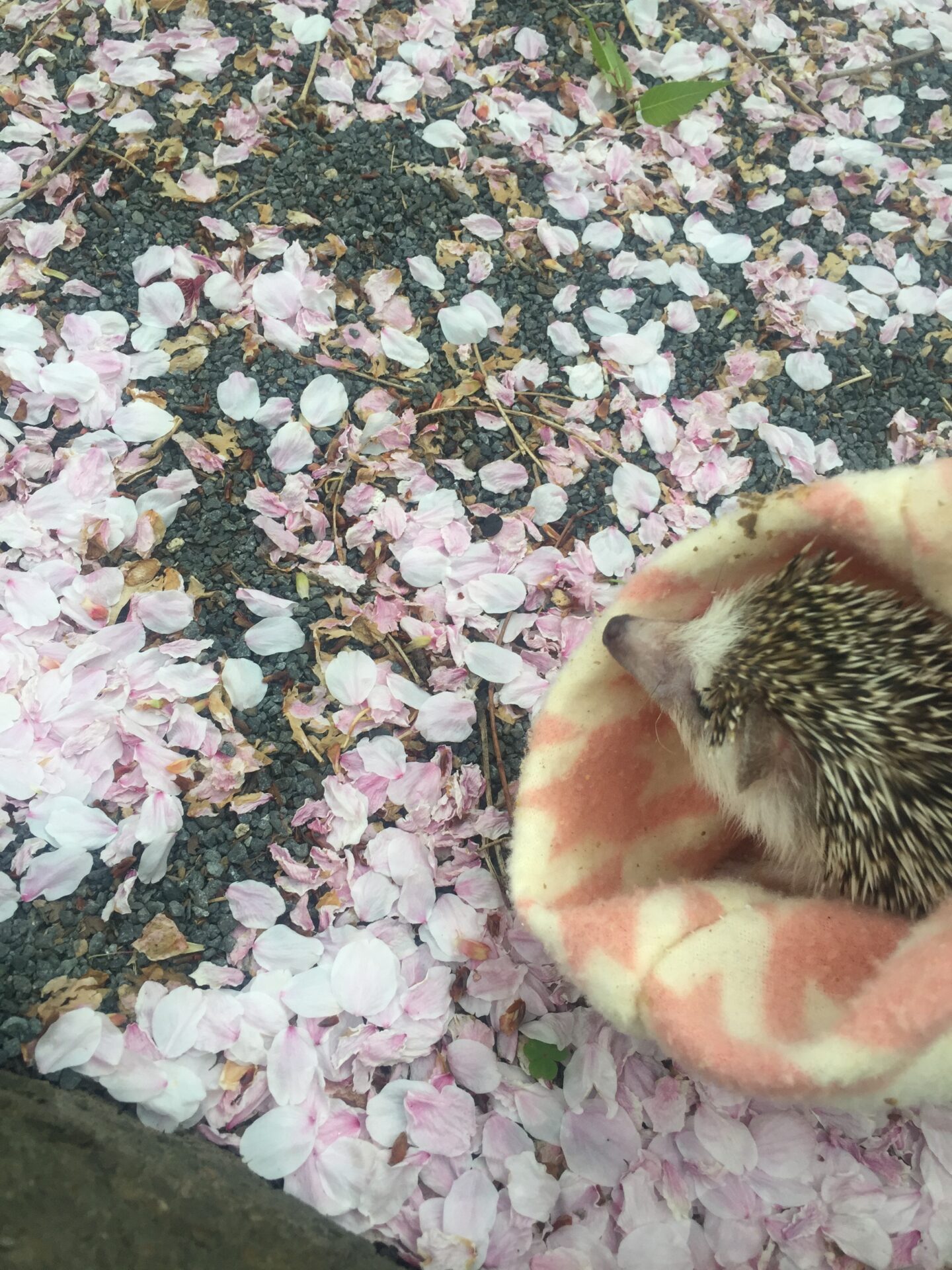 亡くなったペットはどこにいるの？天国のイメージと動物たちの声